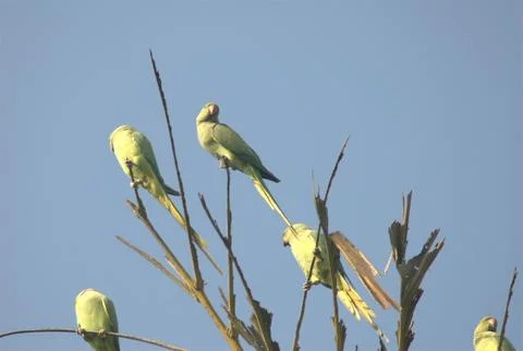 Parrots on the Tree Stock Photos