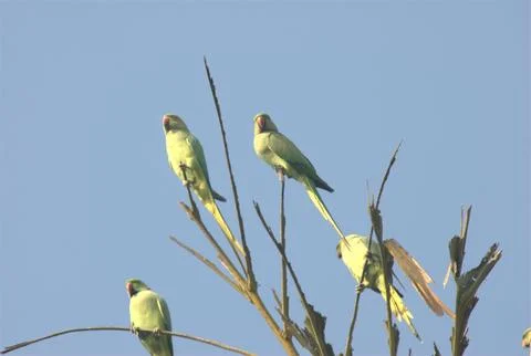 Parrots on the Tree Stock Photos