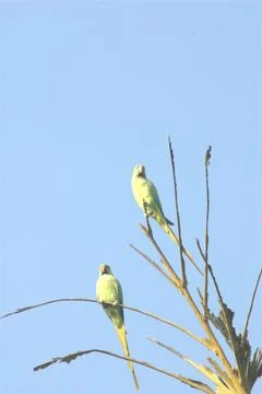 Parrots on the Tree Stock Photos