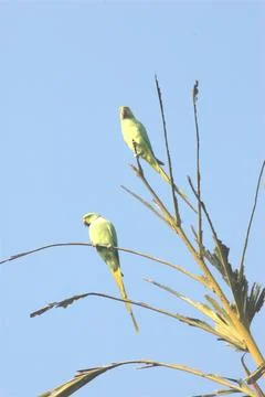 Parrots on the Tree Stock Photos