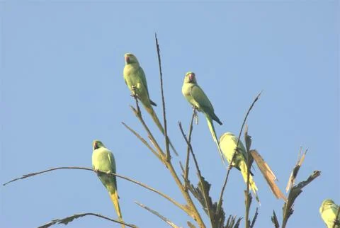 Parrots on the Tree Stock Photos