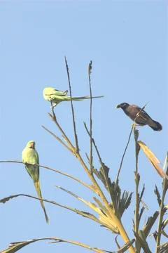 Parrots on the Tree Stock Photos