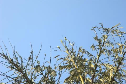 Parrots on the Tree Stock Photos