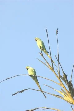 Parrots on the Tree Stock Photos