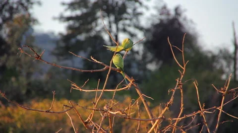 Parrots on a tree on a summer morning Video stock 60914523
