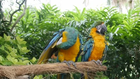 Parrots in tropical forest Stock-Footage 130476264