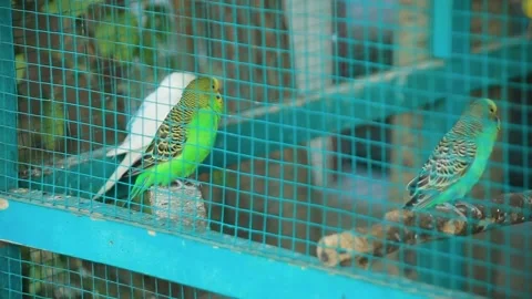 Parrots tweeting in cage 스톡 동영상 207715877
