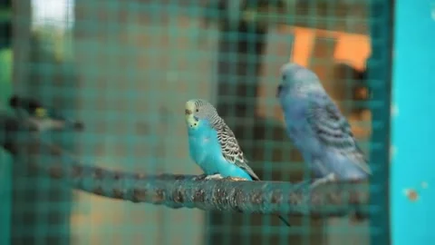Parrots tweeting in cage Video stock 207715888