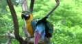 Parrots two in tree HD HD Footage