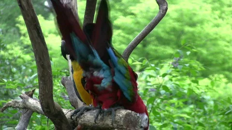 Parrots two in tree HD Stock Footage 75195
