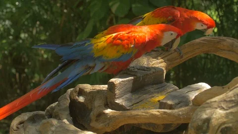 Parrots walking on a branch Stock Footage 88022163