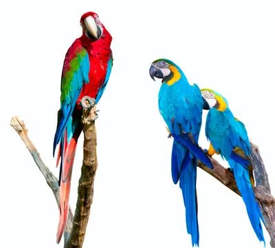 Parrots on white Stock Photos