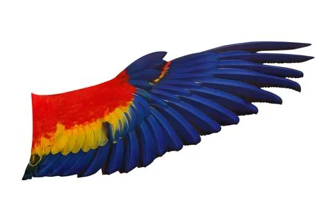 Parrot's wings Stock Photos