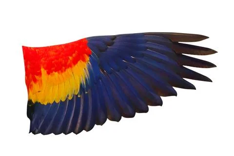 Parrot's wings Stock Photos
