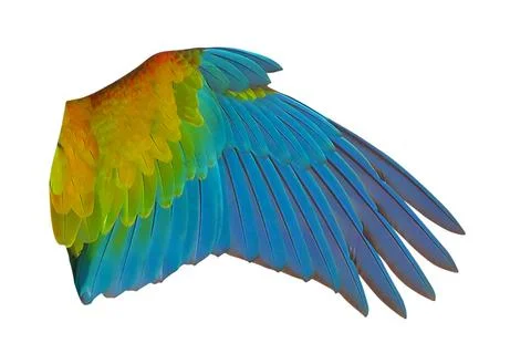 Parrot's wings Stock Photos