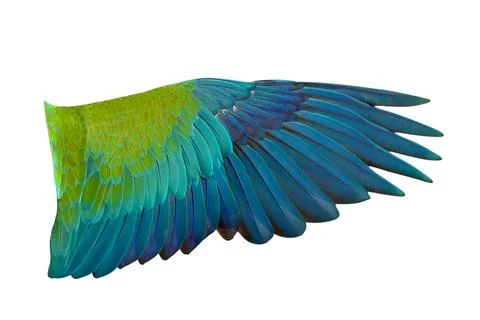 Parrot's wings Stock Photos