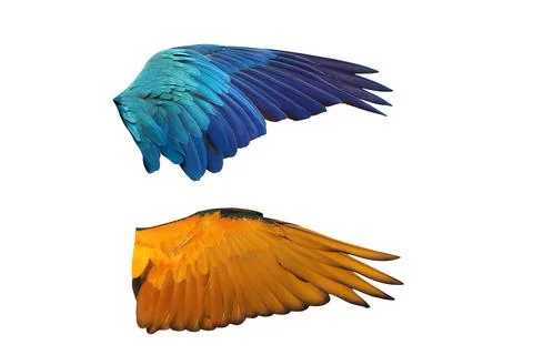 Parrot's wings Stock Photos