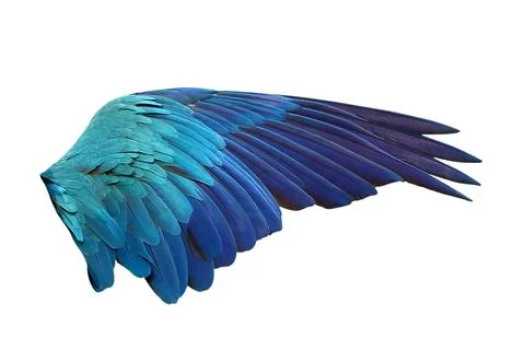 Parrot's wings Stock Photos
