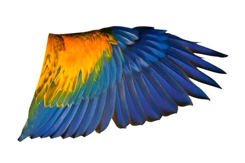 Parrot's wings Stock Photos