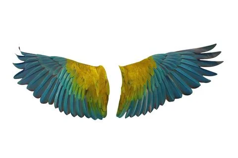 Parrot's wings Foto stock