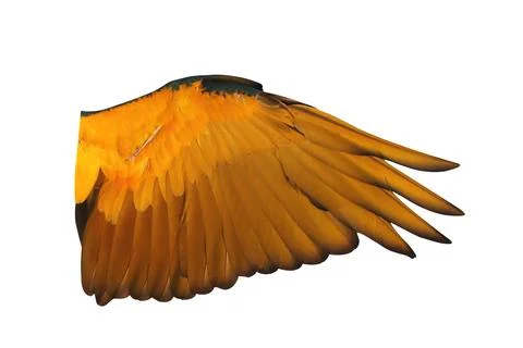 Parrot's wings Stock Photos