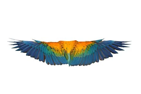 Parrot's wings Stock Photos