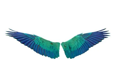 Parrot's wings Stock Photos