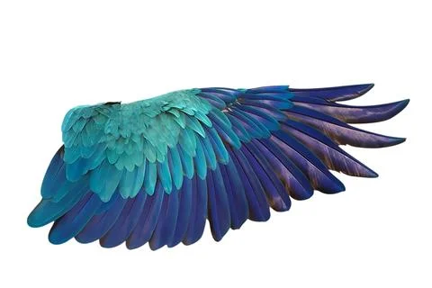 Parrot's wings Stock Photos