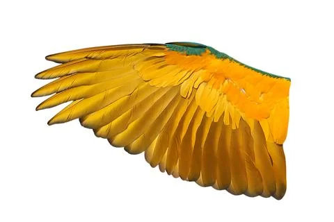 Parrot's wings Stock Photos