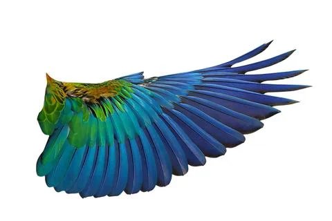 Parrot's wings Stock-Fotos