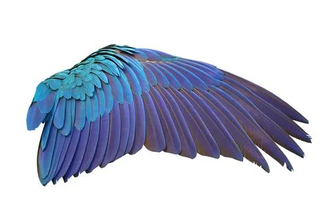Parrot's wings Stock Photos