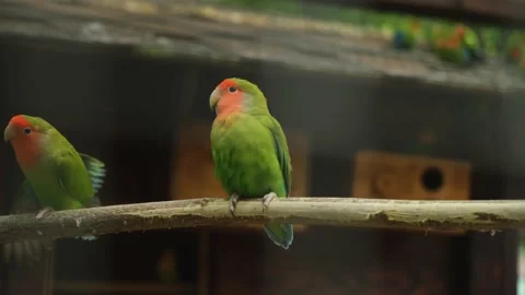 Parrots in the zoo close-up. Video stock 221114249