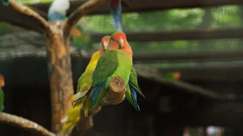 Parrots in the zoo close-up. Video stock 221114250