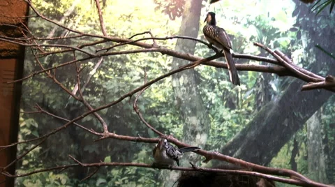 Parrots in Zoo 動画素材 46602234