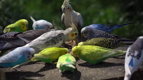 The parrots in a zoo Stock Footage 67422520