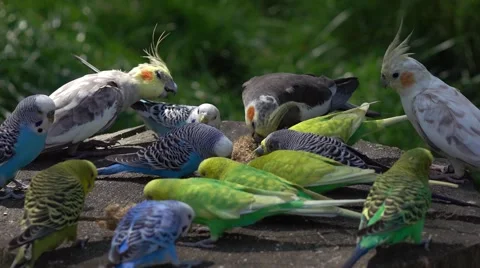 The parrots in a zoo Video stock 67423516