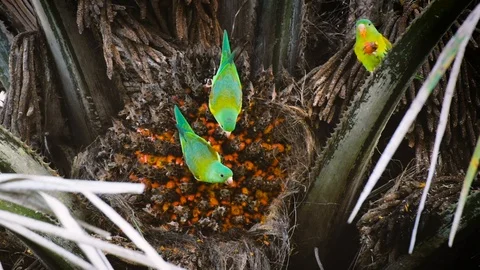 Parrotseating Stock Footage 115806815