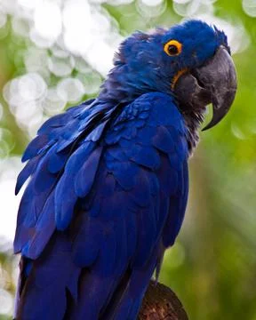 Parrott Blue Stock Photos