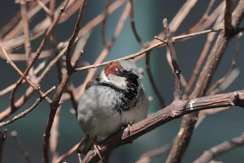 Parrow perched on a tree branch, surrounded by natural light and foliage Stock Photos