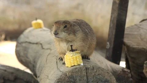Parrydog eating corn Video stock 70080975