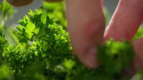 Parsley being picked up in slowmo 100FPS Stock Footage 274898281