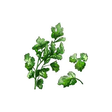 Parsley branches and leaves. Vector color vintage hatching illustration iso.. Stock Illustration