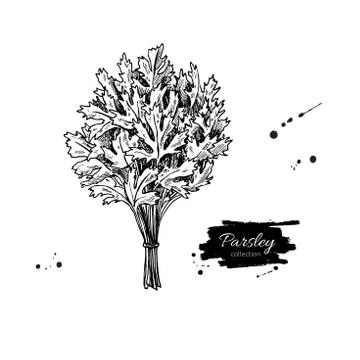 Parsley bunch vector hand drawn illustration set. Isolated spice Stock Illustration