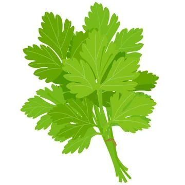 Parsley bunch. Vector illustration Stock Illustration