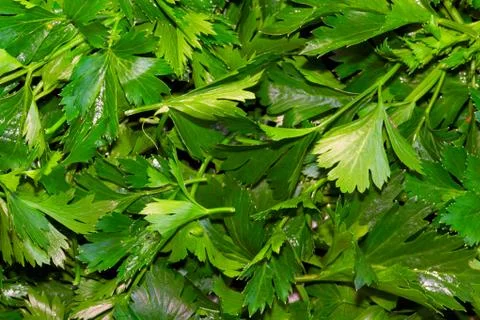 Parsley, celery Stock-Fotos