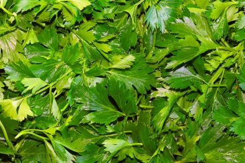 Parsley, celery Foto stock