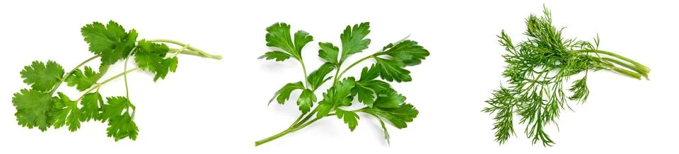 Parsley, cilantro, dill on a white background Stock Photos