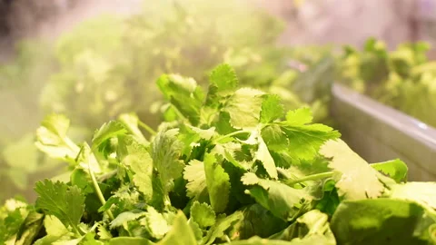 Parsley cilantro under humidification system in open refrigerator close-up Stock Footage 223186324