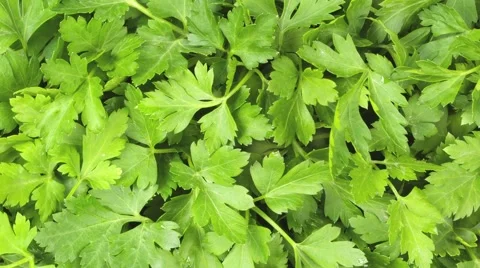  PARSLEY IN CLOSE UP MACRO TRACKING SHOT OVERHEAD Vidéo 62231899