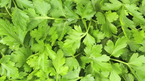 PARSLEY IN CLOSE UP MACRO TRACKING SHOT OVERHEAD Vidéo 62231972
